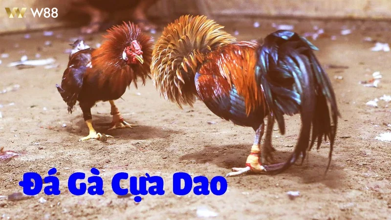 Bảng khuyến mãi hấp dẫn dành cho thành viên Đá Gà Cựa Dao