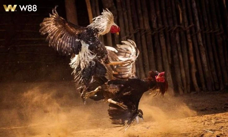 Khuyến mãi hấp dẫn dành cho thành viên Đá Gà Thomo