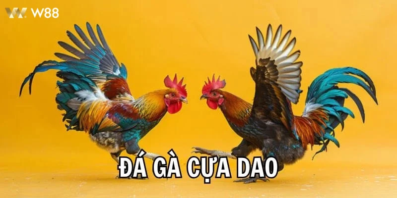 Người chơi hào hứng cược trận đấu Đá Gà Cựa Dao trực tiếp